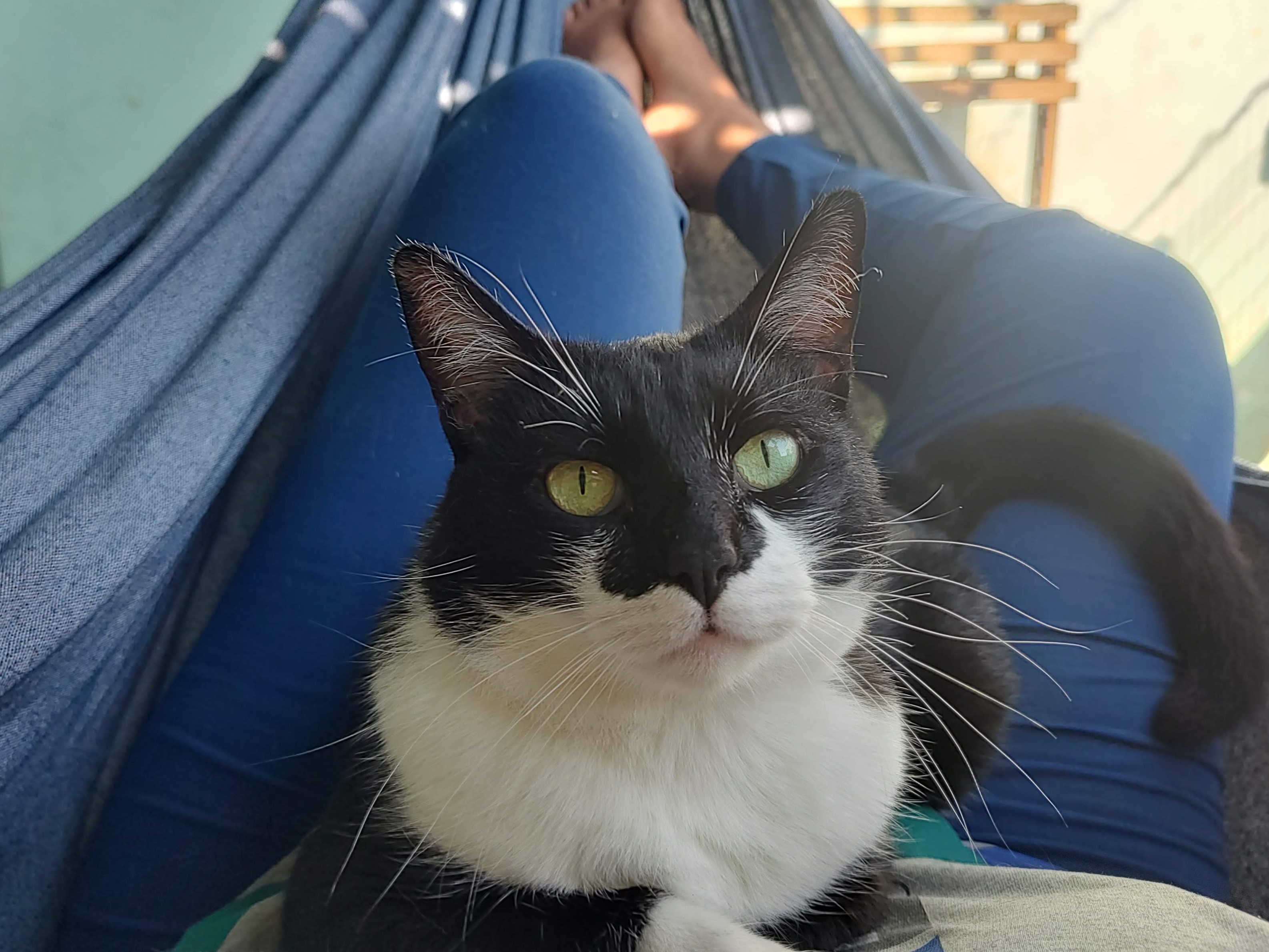 Vinagre, the tuxedo cat who inspired Sweet Vinegar